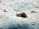 Doris a quatre couleurs - Chromodoris quadricolor